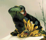 25047patchworkfrog.gif